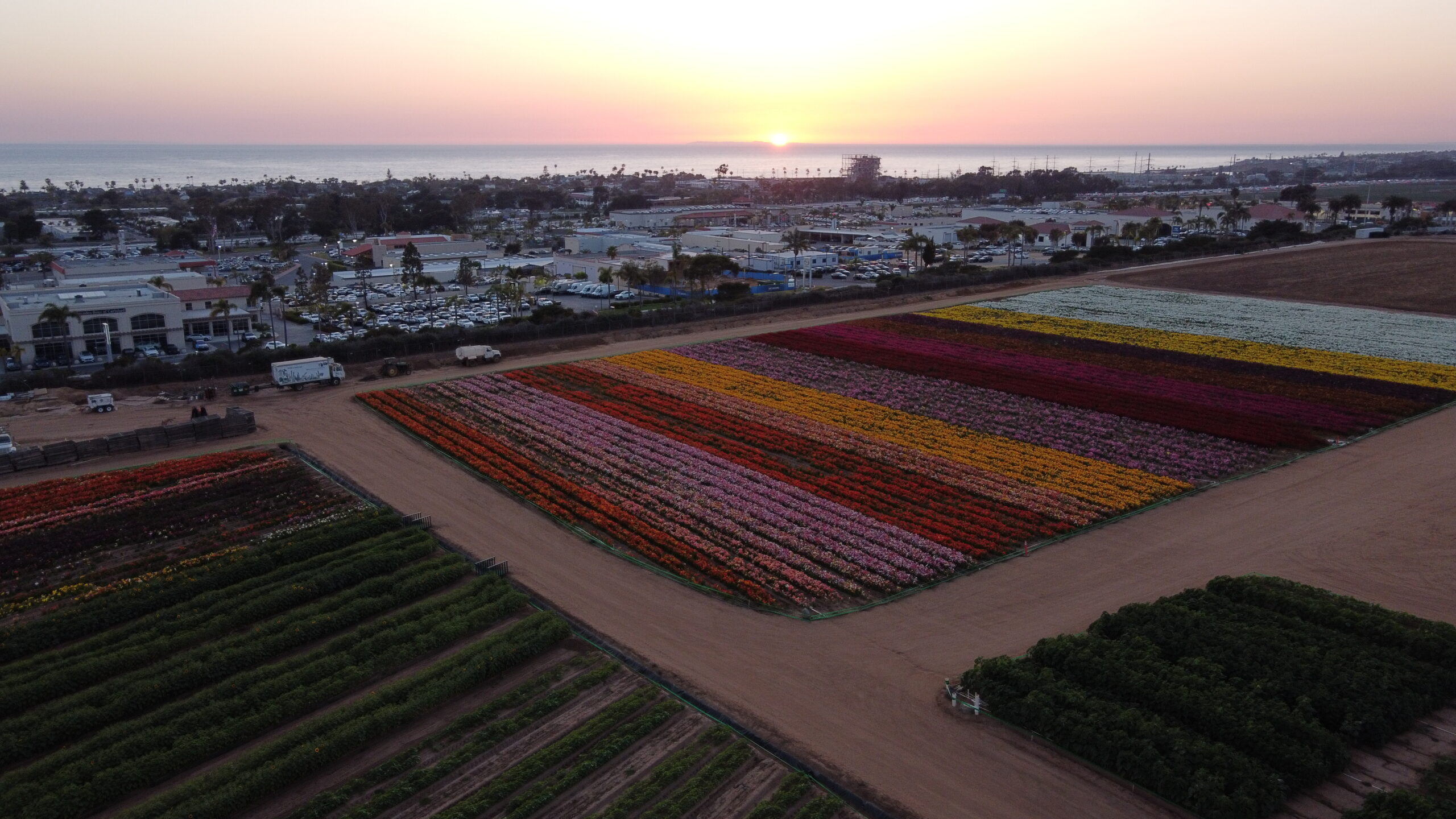 drone aerial photo of flower fields by Carlsbad Beach at sunset